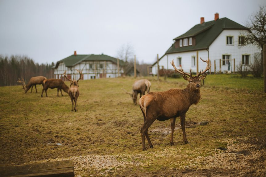 cabin rentals for groups