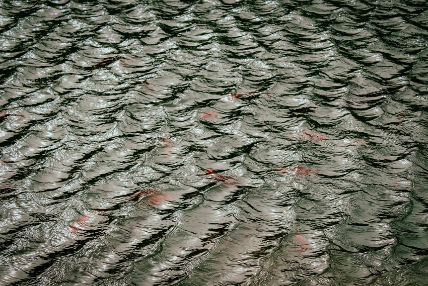 catch fish on shore