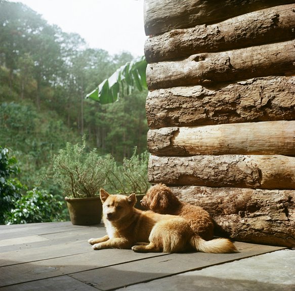 pet friendly cabin rentals