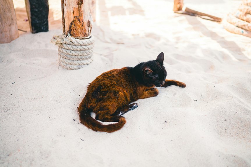 pet friendly cabin rentals