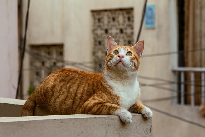 pet friendly vacation rentals