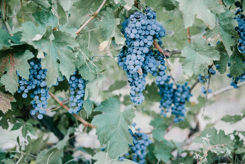 wine country getaway experience