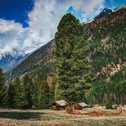 woodland retreats for pets