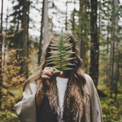mystery of the forest