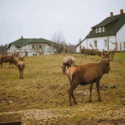 cabin rentals for groups
