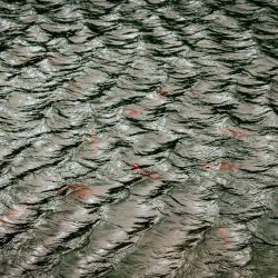 catch fish on shore